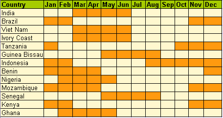 cashew production in world